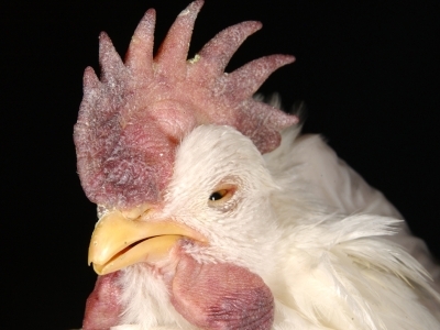Swelling and purple discoloration of a chicken's comb, wattles, and eyelids.