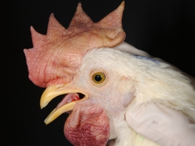 Open mouth breathing with moderate swelling of a chicken's comb and wattles.
