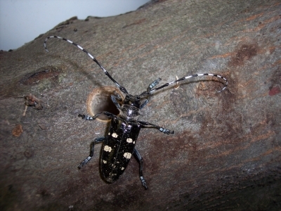 asian longhorned beetle on a tree branch next to a dime-sized exit hole