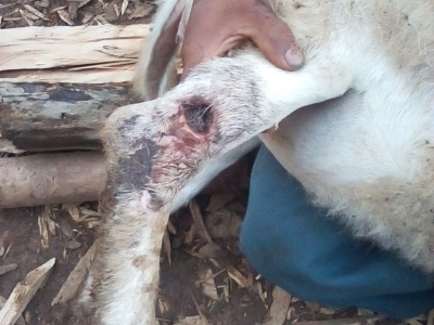 close up of a goat with a leg wound being treated for New World screwworm infestation