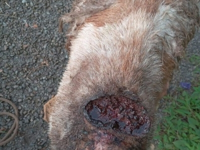 close up of a goat with a wound from New World screwworm infestation