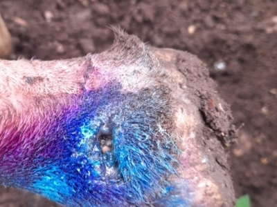 close up of a goat with a wound being treated for New World screwworm infestation