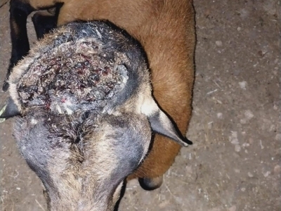 close up of a goat with a head wound from New World screwworm infestation