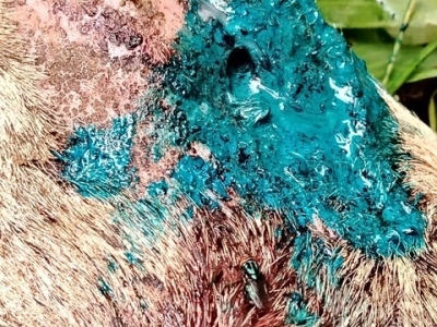 close up of a goat with a wound being treated for New World screwworm infestation