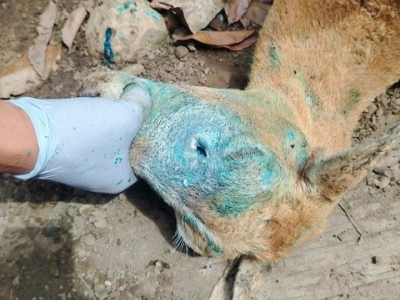 close up of goat with a head wound being treated for New World screwworm infestation
