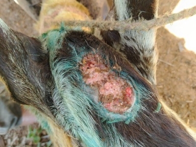 close up of a goat with a wound being treated for New World screwworm infestation