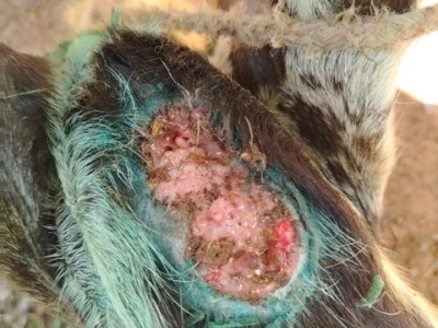 close up of a goat with a wound being treated for New World screwworm infestation