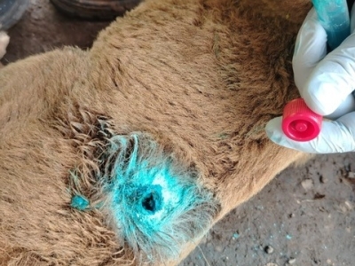 close up of a goat with a wound being treated for New World screwworm infestation