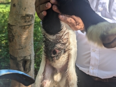 person holding up a baby cow to show a baby cow's navel infested with New World screwworm