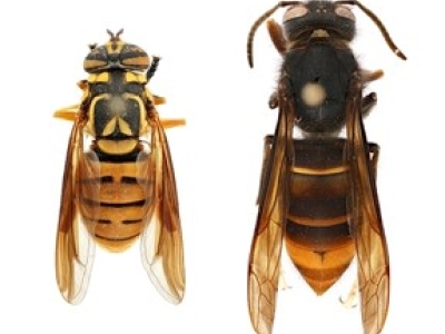closeup view of a hoverfly next to a yellow-legged hornet