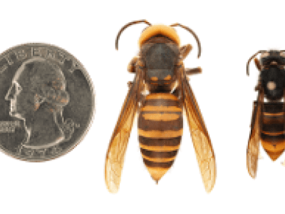 closeup view of a Northern giant hornet next to a yellow-legged hornet