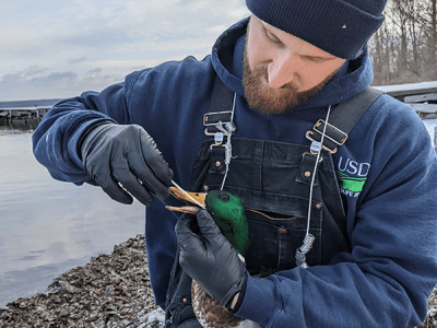 Wildlife Services employee interacting with a wild duck.