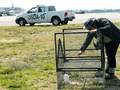 Wildlife Services employee setting up equipment.